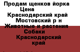 Продам щенков йорка › Цена ­ 10 000 - Краснодарский край, Мостовский р-н Животные и растения » Собаки   . Краснодарский край